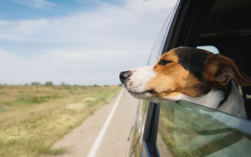 Hund med hodet ut bilvindu
